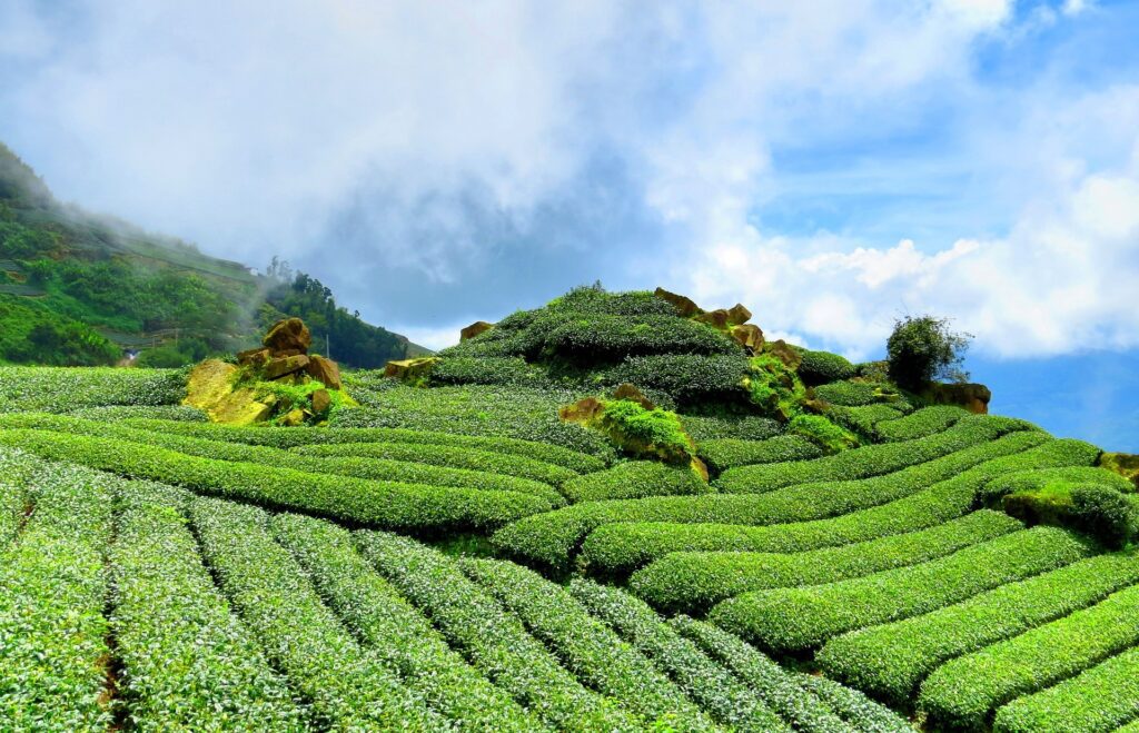 Tea Production